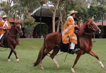 Exhibiciones de caballos peruanos de paso y marinera