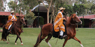 Exhibiciones de caballos peruanos de paso y marinera