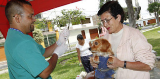 600 canes han sido empadronados en lo que va del año