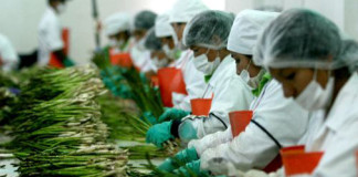 Crece interés por espárragos y productos liberteños en China