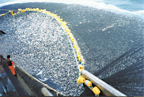 anchoveta-peru