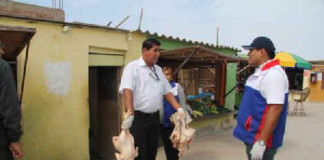 MPT certificó 17 000 aves para venta y consumo humano