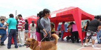 MPT entregará licencia para pasear perros en vías públicas
