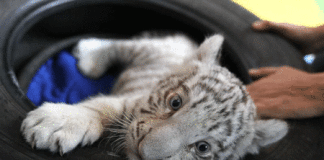 Nace el primer tigre de Bengala blanco en el Perú