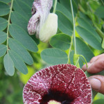 PARQUE BOTANICO