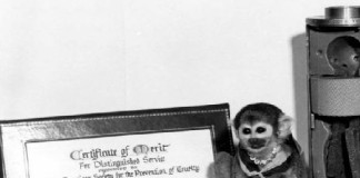 Miss Baker: ¿Sabías que el primer mono en el espacio fue peruano?