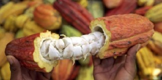 El cacao es declarado producto bandera del Perú