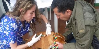 Instalan software para control de perros