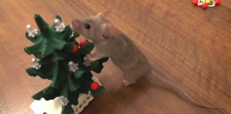 Un roedor decora su árbol de Navidad