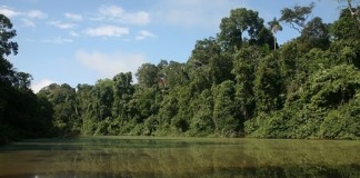 Parque Nacional del Manu con nuevo récord en biodiversidad
