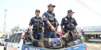 Brigada canina de seguridad ciudadana de la MPT contará con microchips