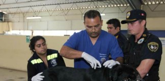Microchips fueron colocados a perros de Serenazgo de Trujillo