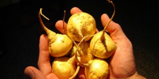 Conoce los beneficios de la maca