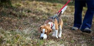 Inscripción de canes en el regristro oficial de la MPT ahora podrá realizarse vía internet