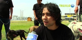 Pitbull: Raza con mucha Fuerza, Coraje y Nobleza