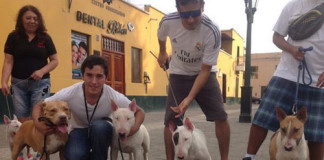 Se propone superar la recolección de firmas a favor de la Ley que Penaliza el Maltrato Animal