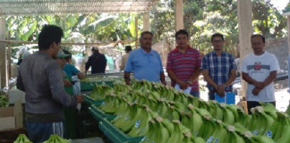 Gobierno Regional capacitará a Asociación de Productores del Banano Orgánico
