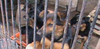 Maltrato animal en La Esperanza será multado con S/. 7.700