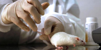 Desarrollan Vacuna Experimental que genera anticuerpos del VIH en ratones