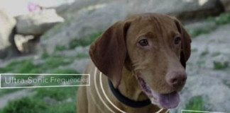 Crean Collar Inteligente para entrenar perros