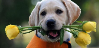 Utilizan perros para Terapias de Relajación en los Juegos Panamericanos de Toronto