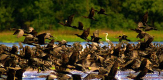 Áreas Naturales Protegidas de Perú serán monitoreadas por Satélite