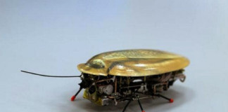 Crean una Cucaracha Robot para localizar Vidas Humanas tras un Terremoto