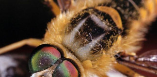 Descubren veneno de Avispa que mata células Cancerígenas