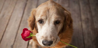 Aplicativos Tecnológicos desarrollados para Perros y Gatos