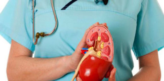 Cada vez más cerca de fabricar Riñones a partir de Células Madre Humanas