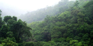 El Sector Forestal puede Fortalecer la Economía del País