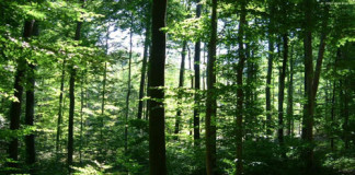 Perú podría repotenciar su Potencial Forestal
