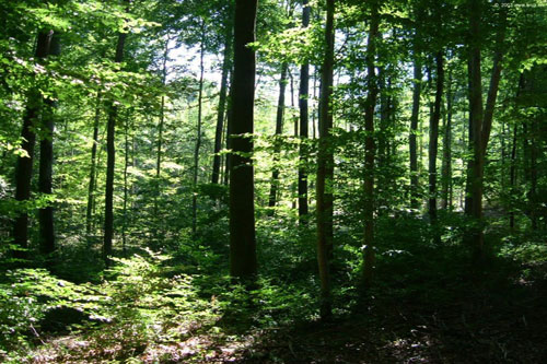perupodria-repotenciar-su-potencial-forestal