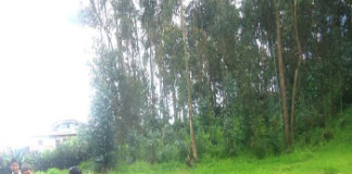 Santiago de Chuco celebrará Semana Forestal Nacional 2015