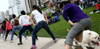 Bulldog peruano Otto logró batir un récord Guinness