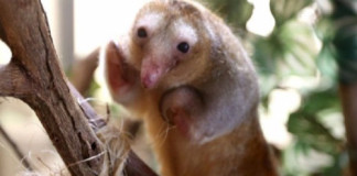 Perú es el único país del mundo que tiene a Hormigueros Pigmeos cautivos