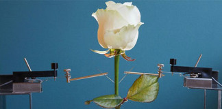 Crean las primeras Flores Electrónicas del Mundo