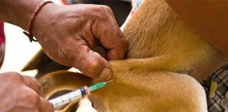 OMS lanza plan para eliminar Rabia