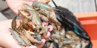 Prohíben pescar y comercializar camarones de río