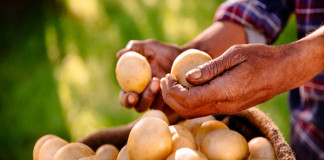 Consumir papas eleva el riesgo de diabetes durante el embarazo