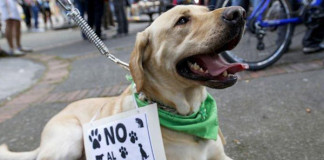 Exhortan a la población a denunciar maltrato hacia los animales