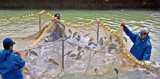 Acuicultura impulsaría el crecimiento de la economía peruana