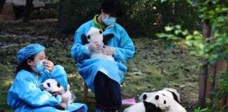 China contrata personal para abrazar ositos Panda