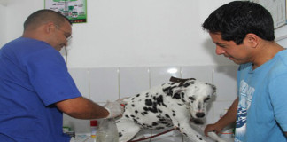 Impulsan consultas veterinarias para mascotas a bajo costo