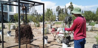 Científicos buscan crear ‘superárboles’ que resistan al cambio climático