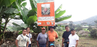 Construirán invernadero para plantas de piña en UNT