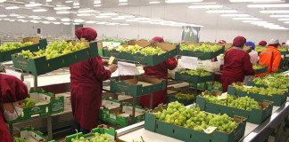 Perú es el octavo productor mundial de frutas y hortalizas