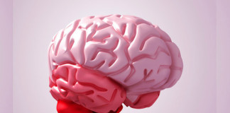 Crean réplica 3D del cerebro humano para facilitar estudios científicos