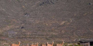 Pretenden declarar destino turístico Reserva Nacional de Calipuy