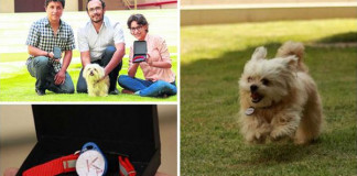 Crean dispositivo para evitar la pérdida de mascotas